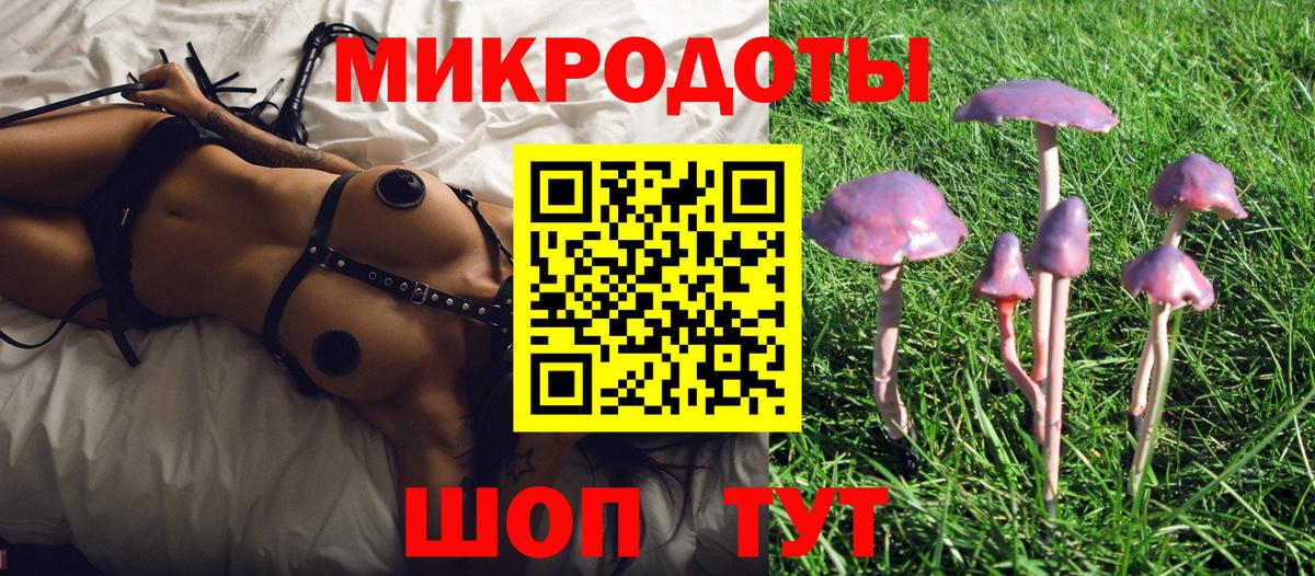 Галлюциногенные грибы Psilocybe Северск
