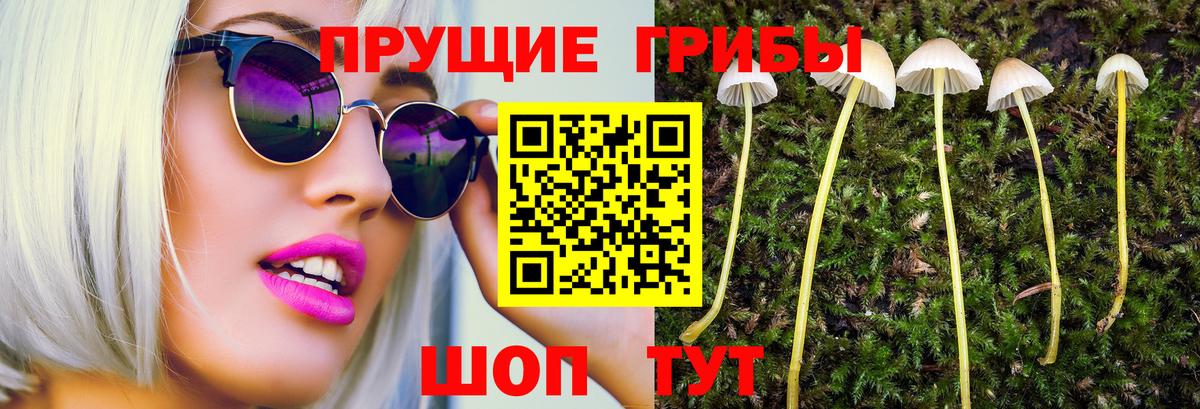 Северск  закладка  Псилоцибиновые грибы ЛСД  Вход с VPN  Псилоцибиновые грибы Psilocybine cubensis 